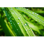 Botanicals - Revitalizační balzám na ruce s citronovou trávou