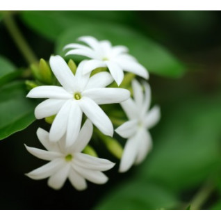 Valeur Absolue - JOIE-ECLAT - Edp