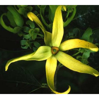 Valeur Absolue - ROUGE PASSION - Edp